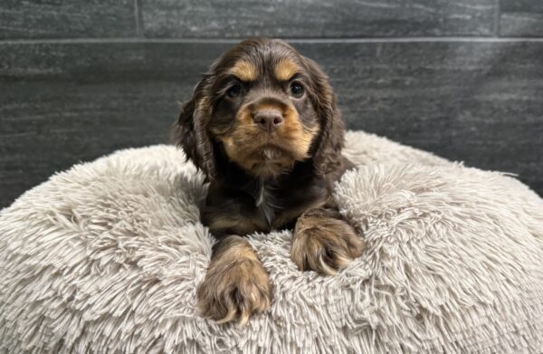 [#262060-01]  - Chocolate / Tan M Cocker Spaniel Puppies for Sale