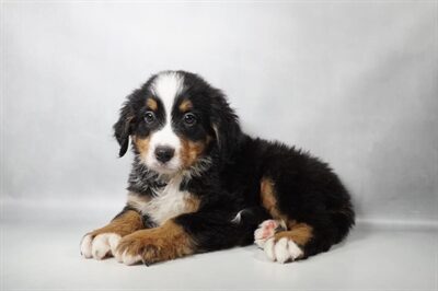 [#N10142]  - Black Rust and White M Bernese Mountain Dog Puppies for Sale