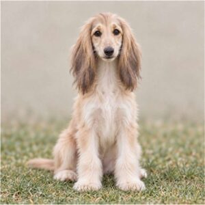 Afghan Hound