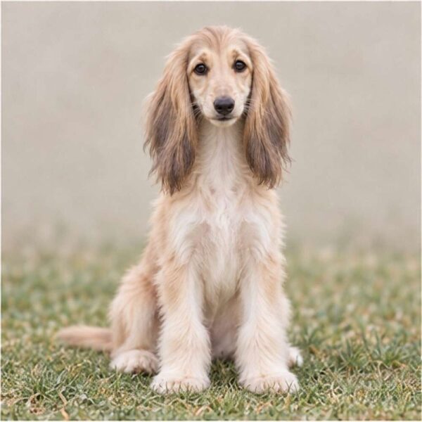 Afghan Hound