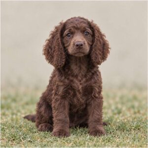 American Water Spaniel