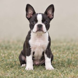 Boston Terrier