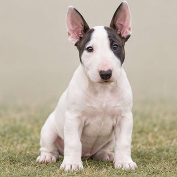 Bull Terrier
