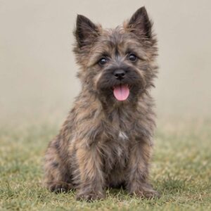 Cairn Terrier