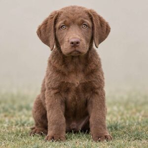 Chesapeake Bay Retriever