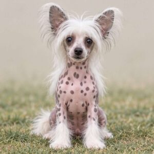 Chinese Crested