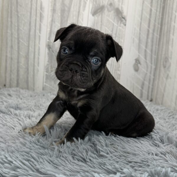 [#262563-01] Austin - Chocolate M French Bulldog Puppies for Sale