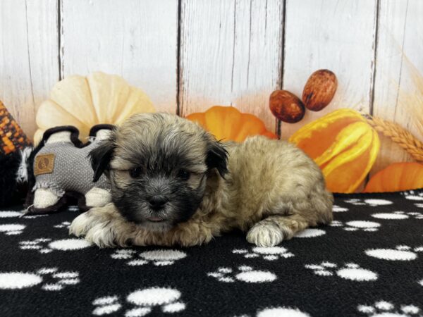 [#262473-02] Walter - Sable M Teddy Bear Puppies for Sale