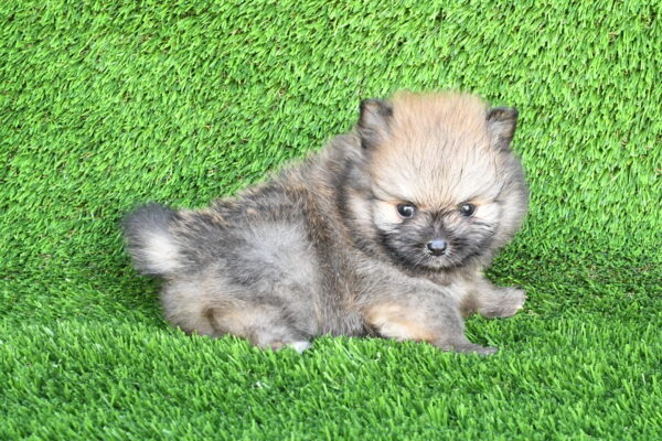 [#262452-02] Loki - Dark Sable M Pomeranian Puppies for Sale