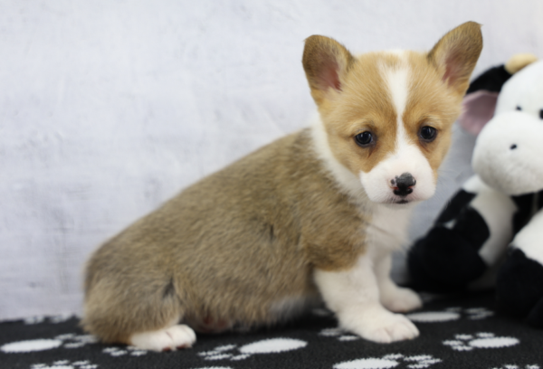 [#262684-03] Hope - Sable & White F Pembroke Welsh Corgi Puppies for Sale