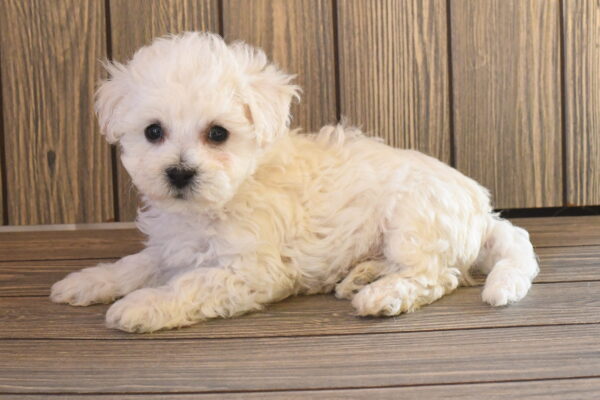[#262519-04] Hank - White M Bichon Frise Puppies for Sale
