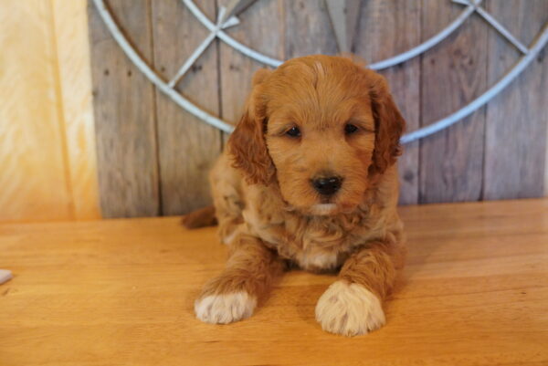 [#262465-06] Lily - Red & White F Mini Goldendoodle 2nd Gen Puppies for Sale