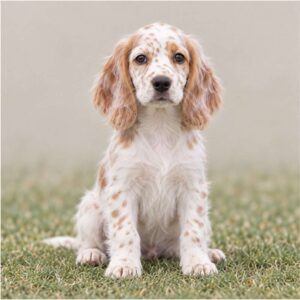 English Setter