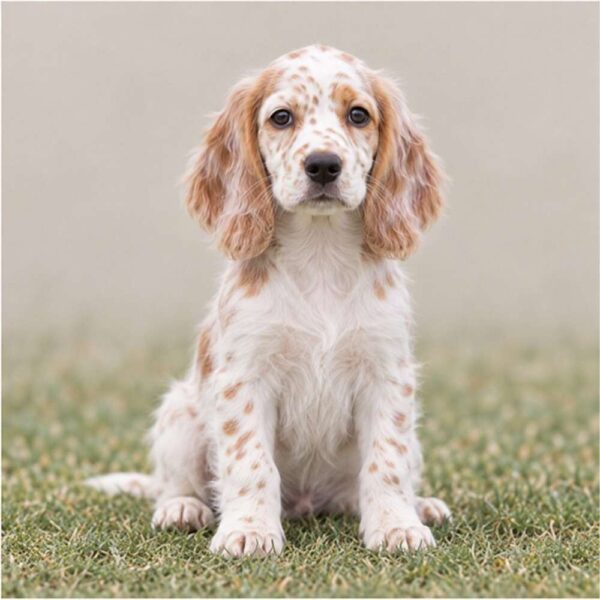 English Setter