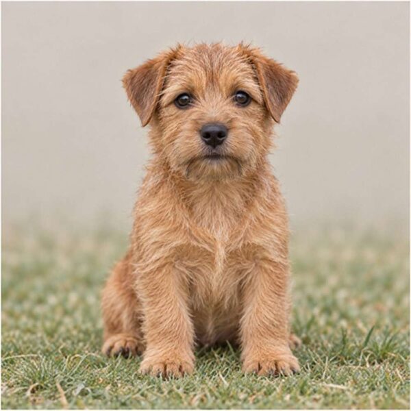 Norfolk Terrier
