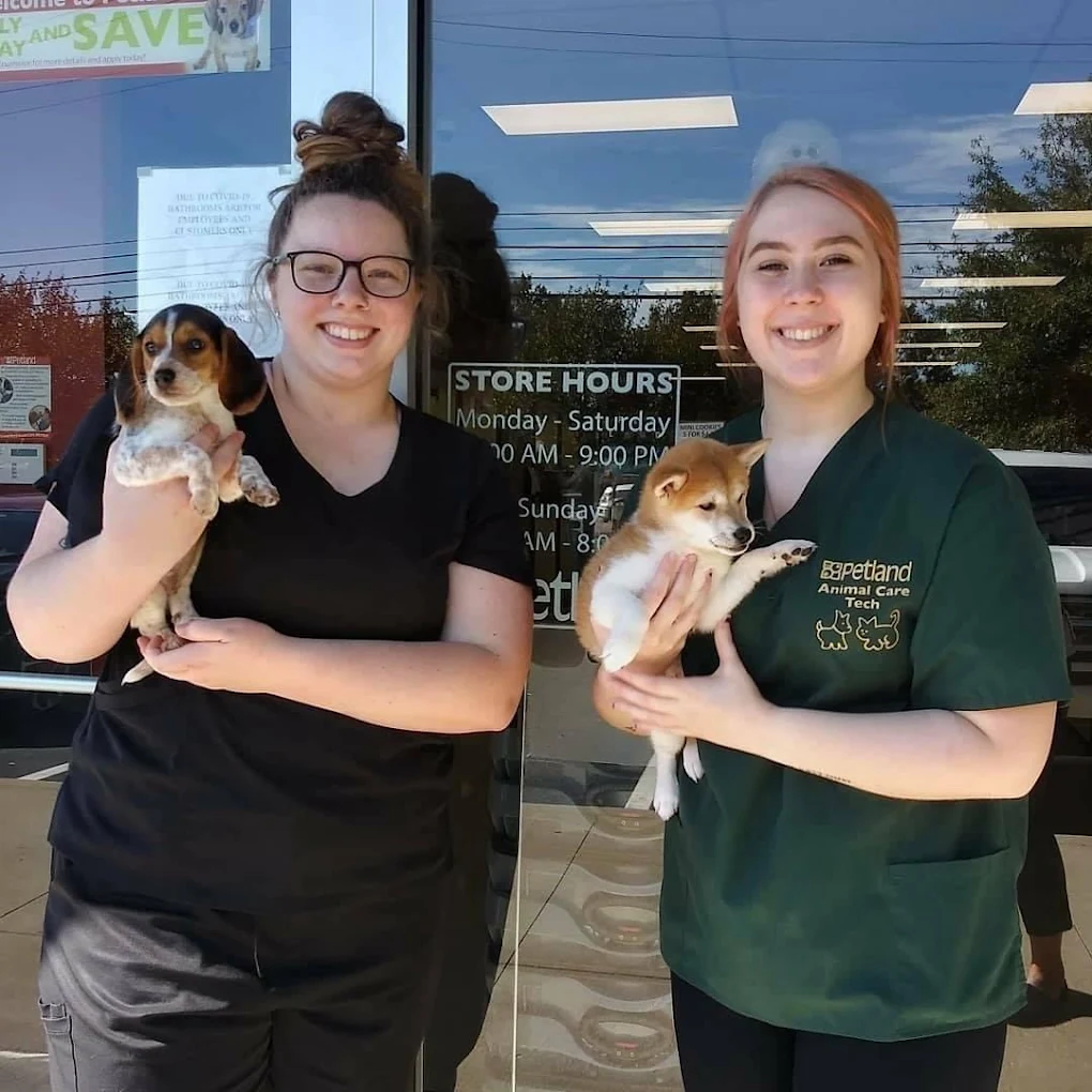 Puppies featured by Petland Murfreesboro