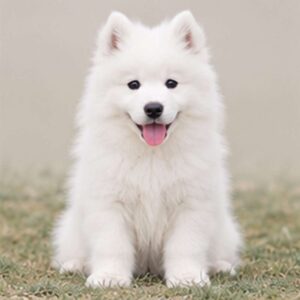 Samoyed