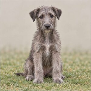 Scottish Deerhound