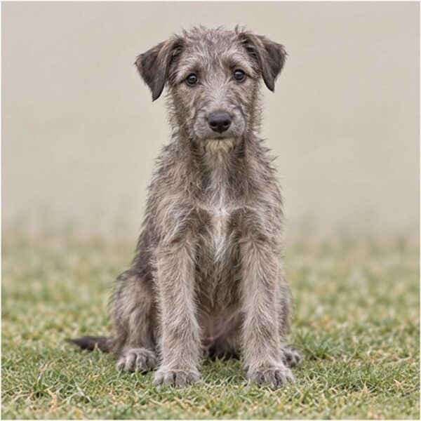 Scottish Deerhound