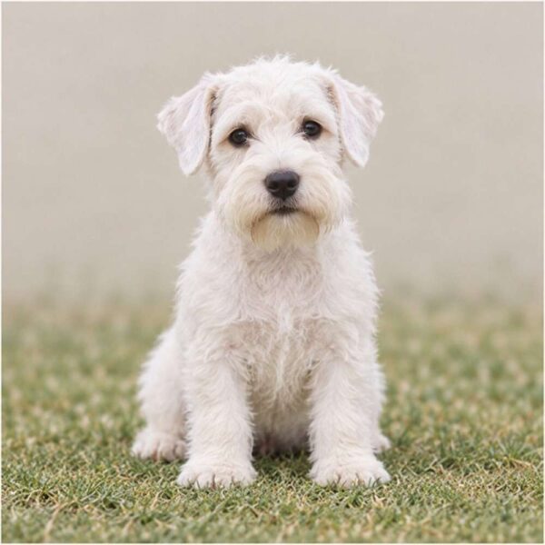 Sealyham Terrier