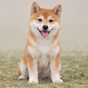 Shiba Inu